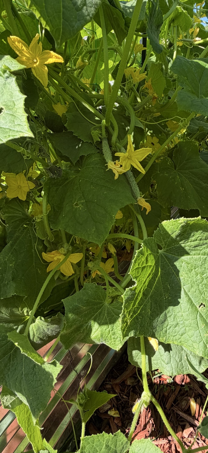 Garden plants illustrating growth and systems